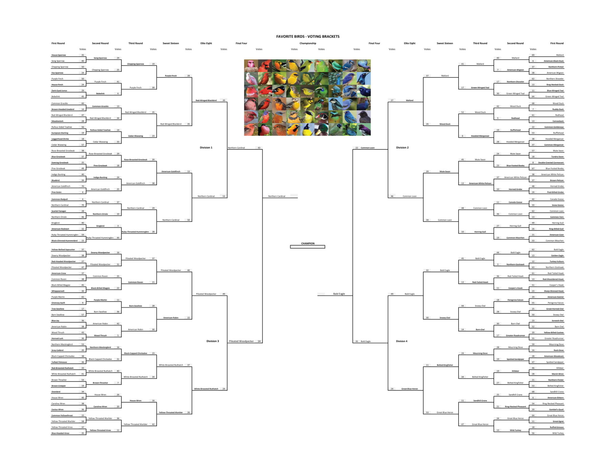 Favorite Birds – Final Round – Voting Brackets